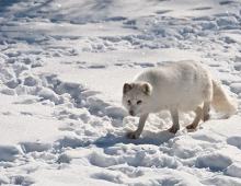 Τι κάνει η αλεπού το χειμώνα.  Αρκτική αλεπού - πολική αλεπού.  Πού μένει η αλεπού