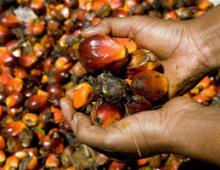 Is it possible to eat products with palm oil: what is its harm and is there any benefit from it?