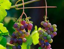 What are the benefits of green grapes for the body and can they be harmful to health?